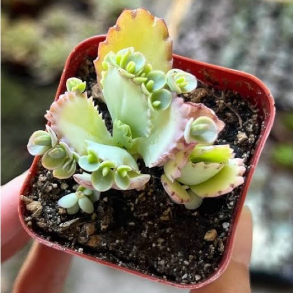Mother of Thousands Starter Bundle 4 pack